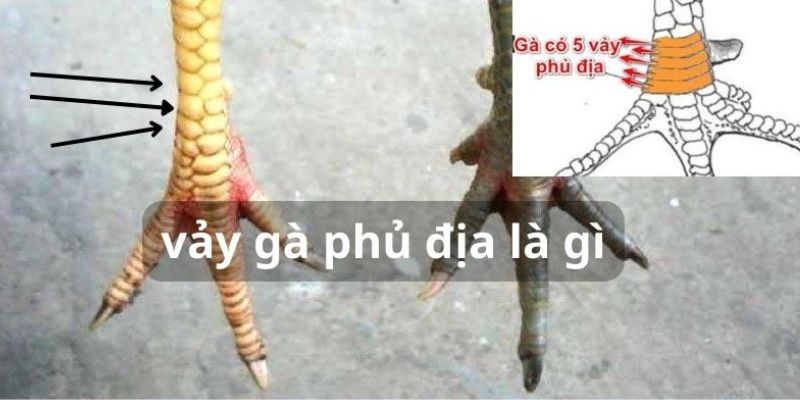 dau hieu cua chien ke co vay ga phu dia