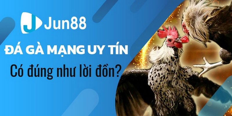 Giới thiệu về đá gà trực tiếp Jun88