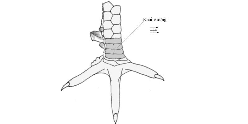 Giới thiệu đôi nét về vảy gà Khai Vương